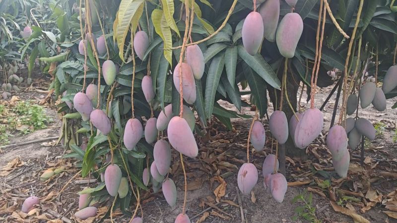 贵妃芒