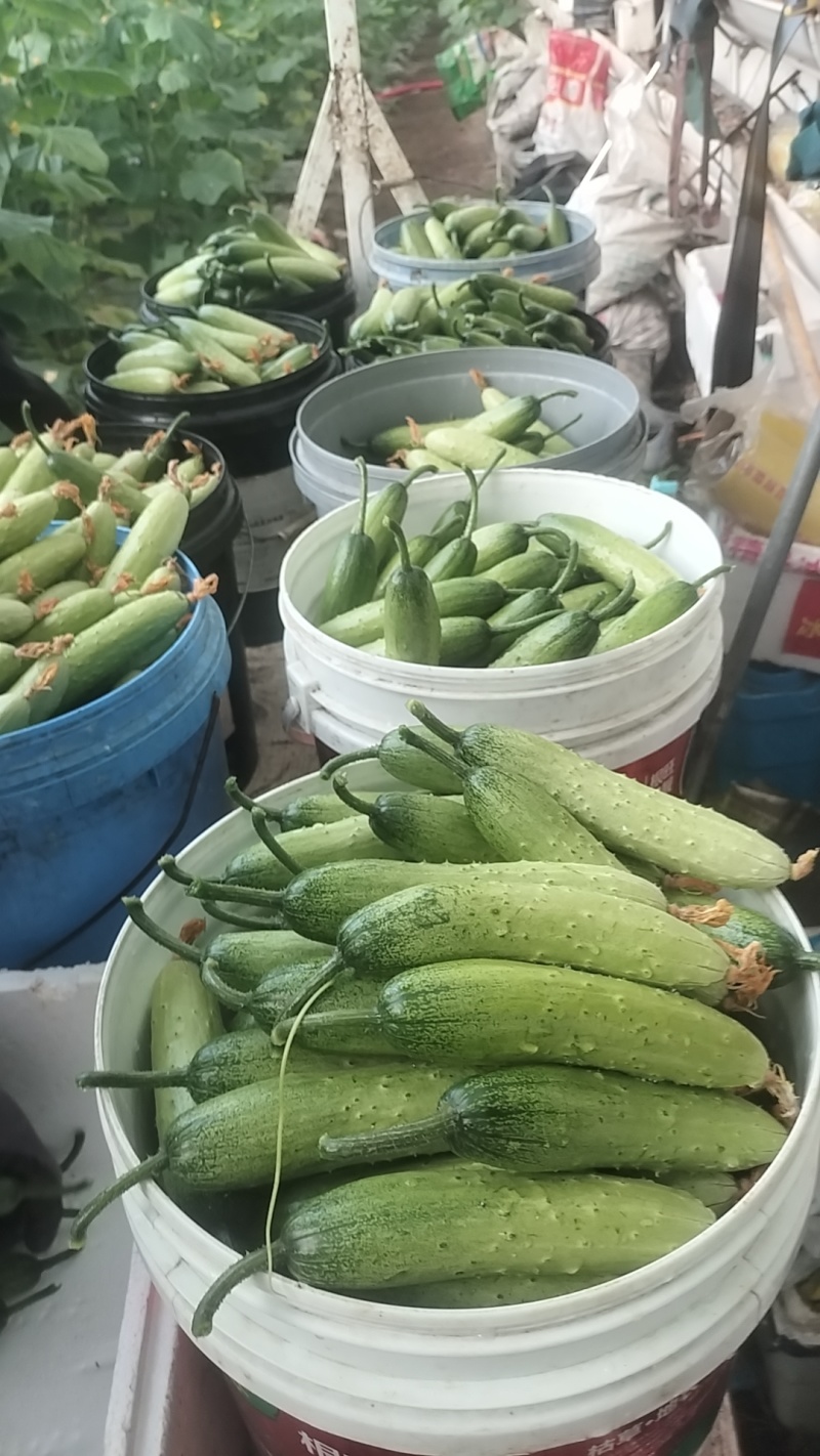通化地区