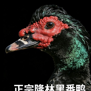 隆林生态放养黑番鸭