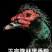 隆林生态放养黑番鸭
