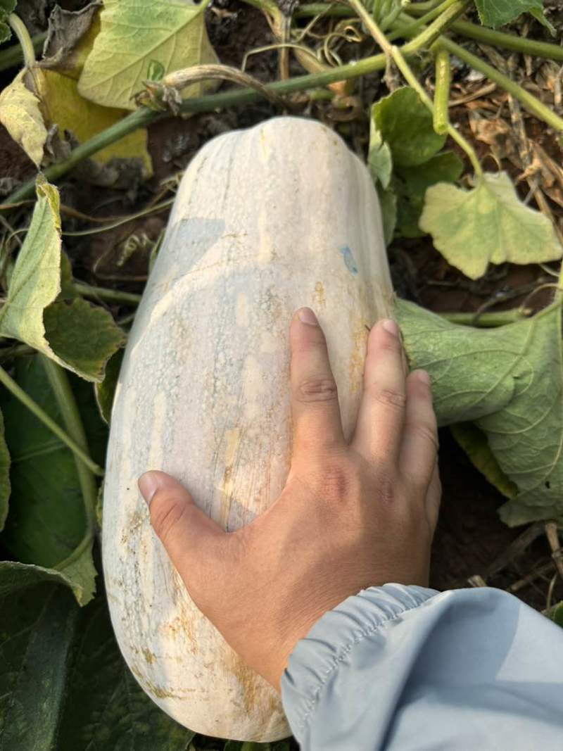蜜本南瓜11吨4-14斤，条形瓜89全黄，要18吨也有