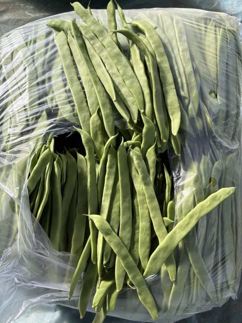 济南商河产区，芸豆，扁青，大扁，精品，通货