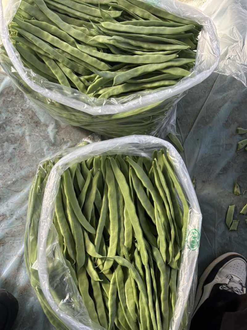 济南商河产区，芸豆，扁青，大扁，精品，通货