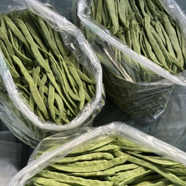 济南商河产区，芸豆，扁青，大扁，精品，通货