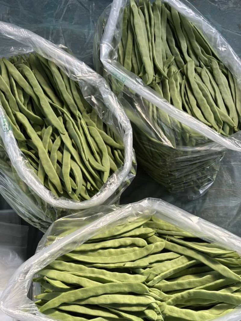 济南商河产区，芸豆，扁青，大扁，精品，通货