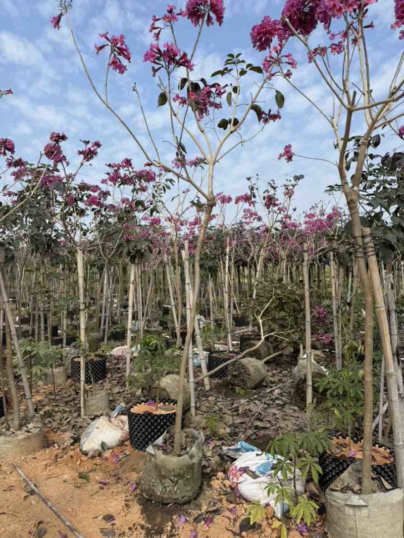 紫花风铃木1-12分，各种规格，大量低价出售