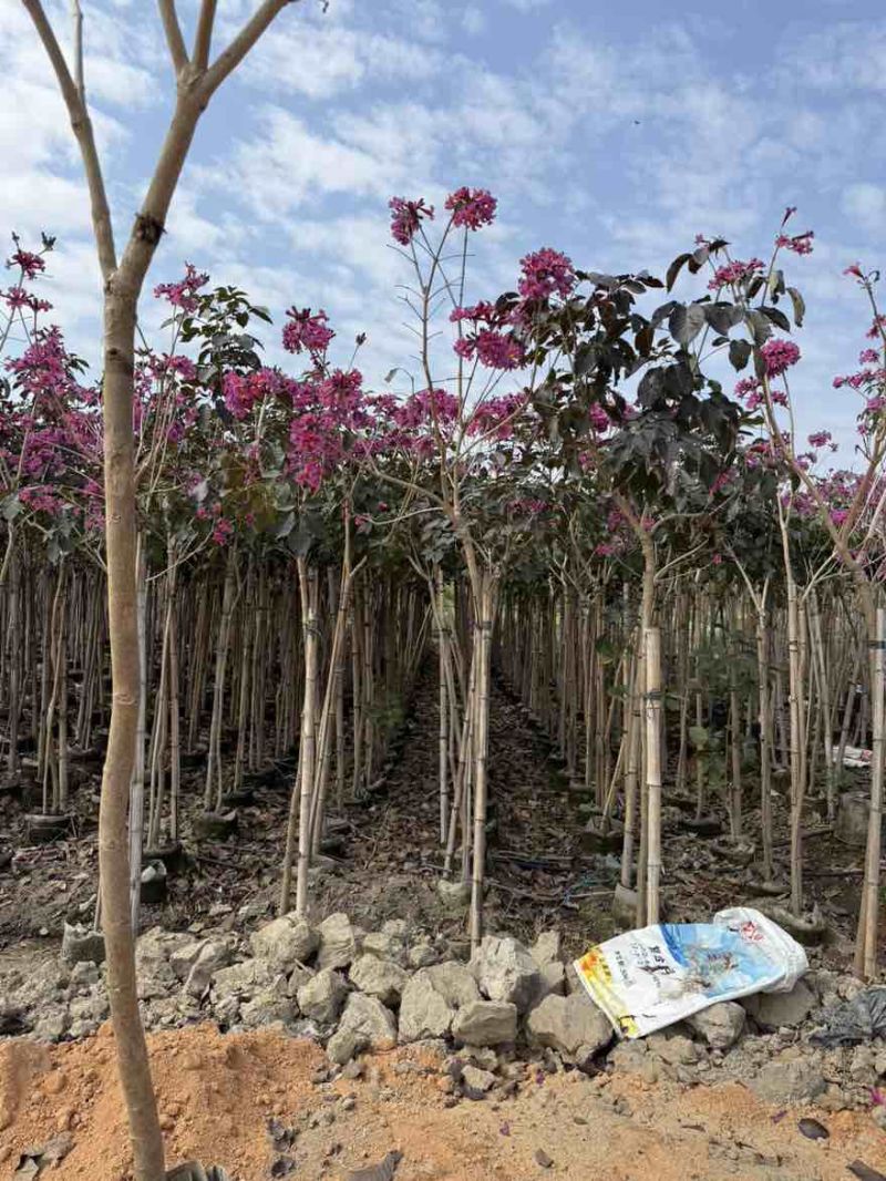 紫花风铃木1-12分，各种规格，大量低价出售