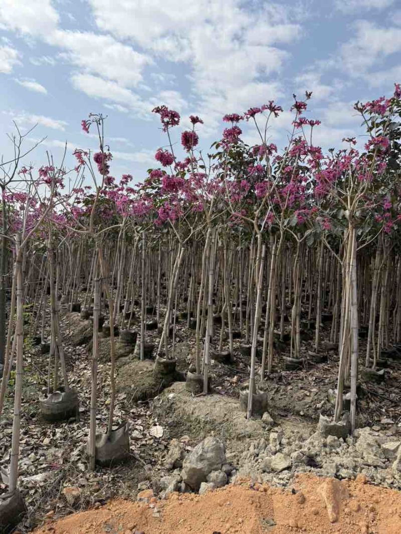 紫花风铃木1-12分，各种规格，大量低价出售