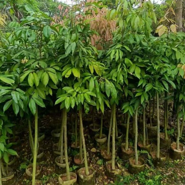荔枝果苗1-12分，各种规格，大量低价出售