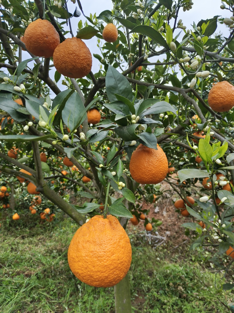 黄果柑