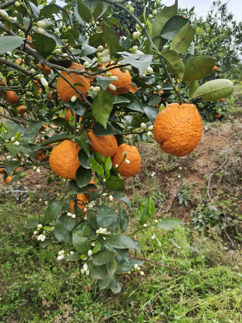 黄果柑