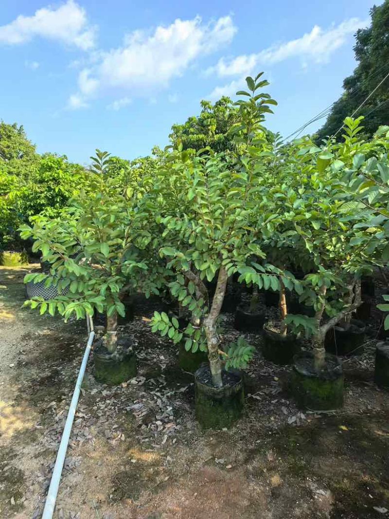 番石榴1-12分，各种规格，大量低价出售