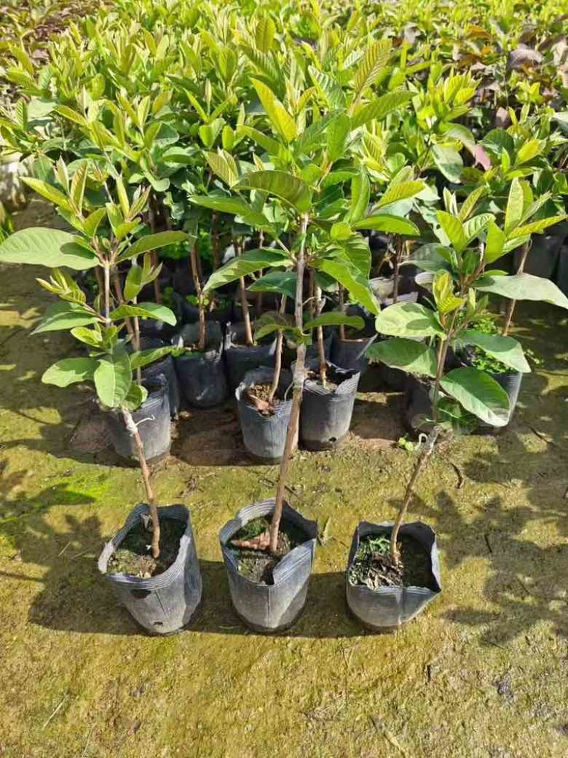 番石榴1-12分，各种规格，大量低价出售