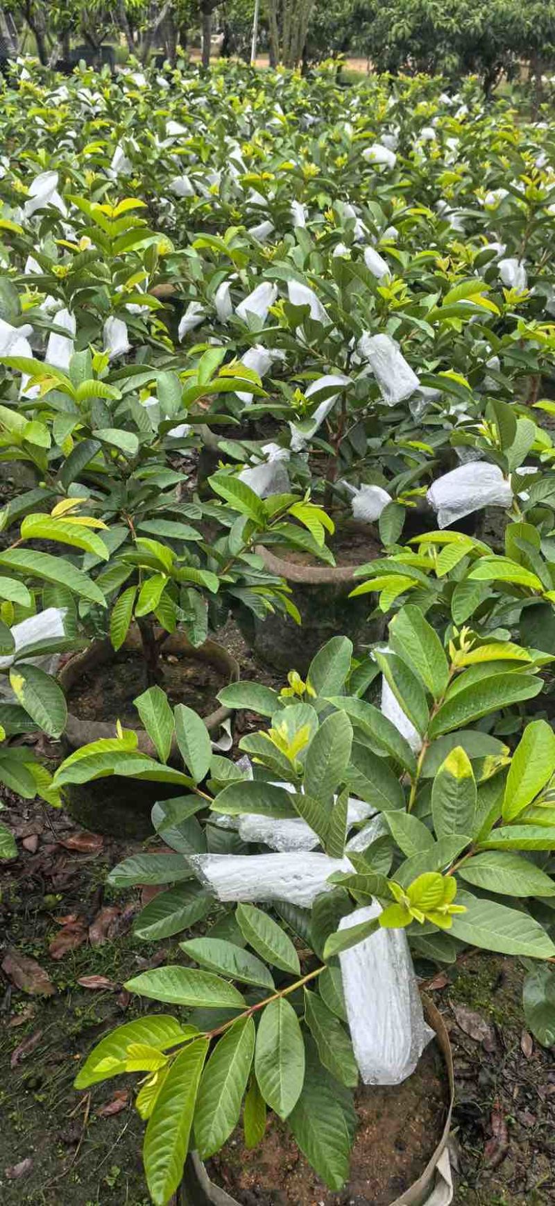 番石榴1-12分，各种规格，大量低价出售