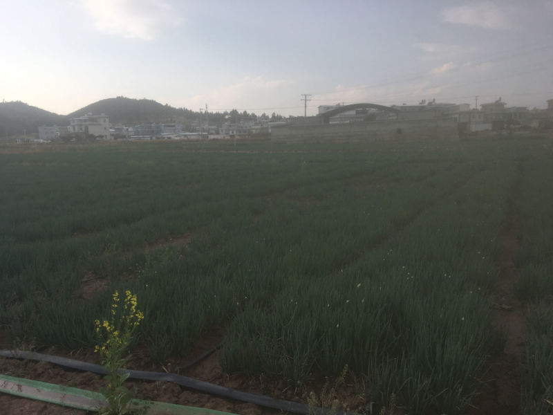 祥云胭脂葱，批发，对接全国批发商，欢迎联系