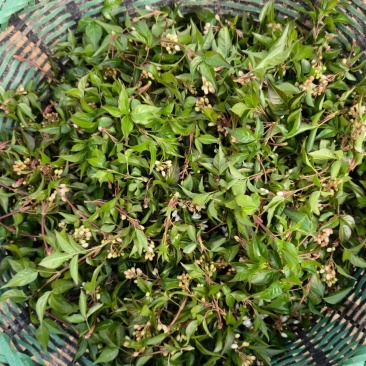 镇巴树花菜