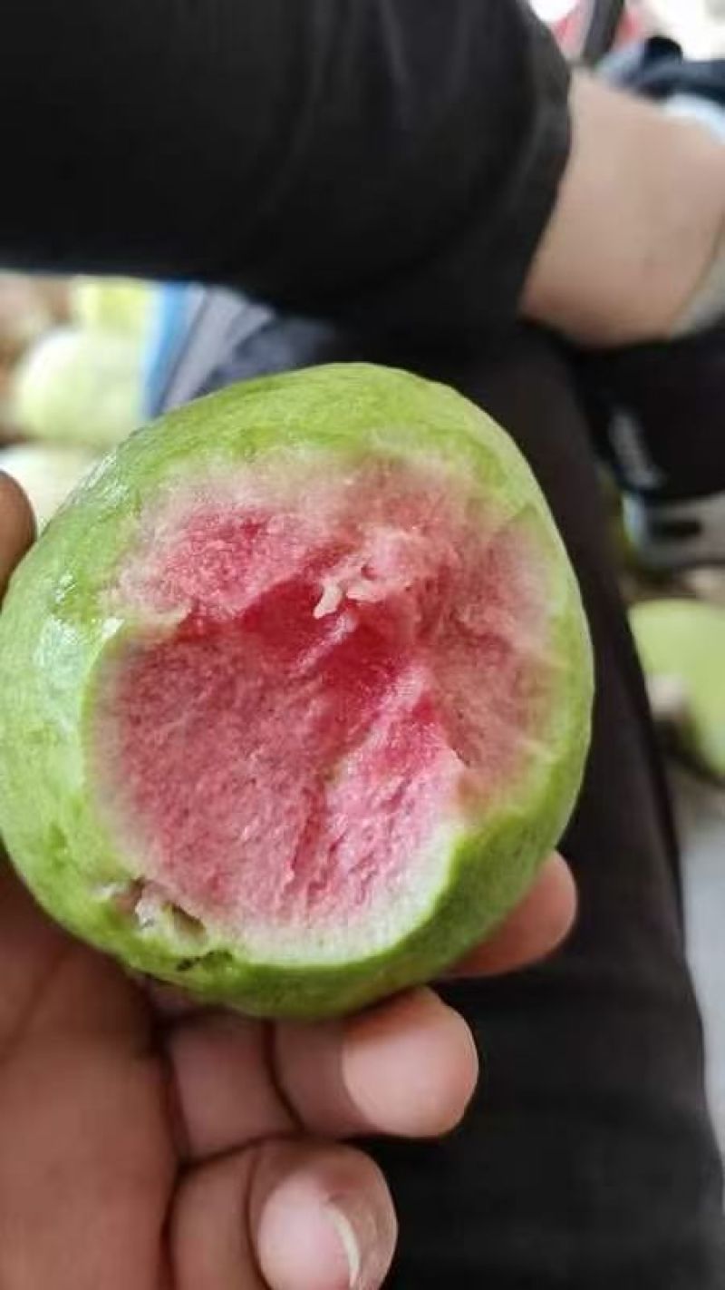 精品红白芭乐（番石榴）