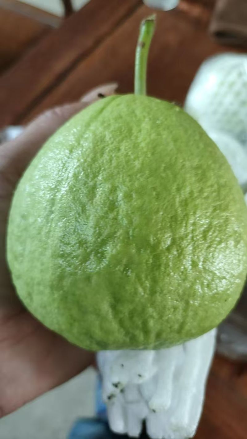 精品红白芭乐（番石榴）
