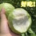 精品红白芭乐（番石榴）