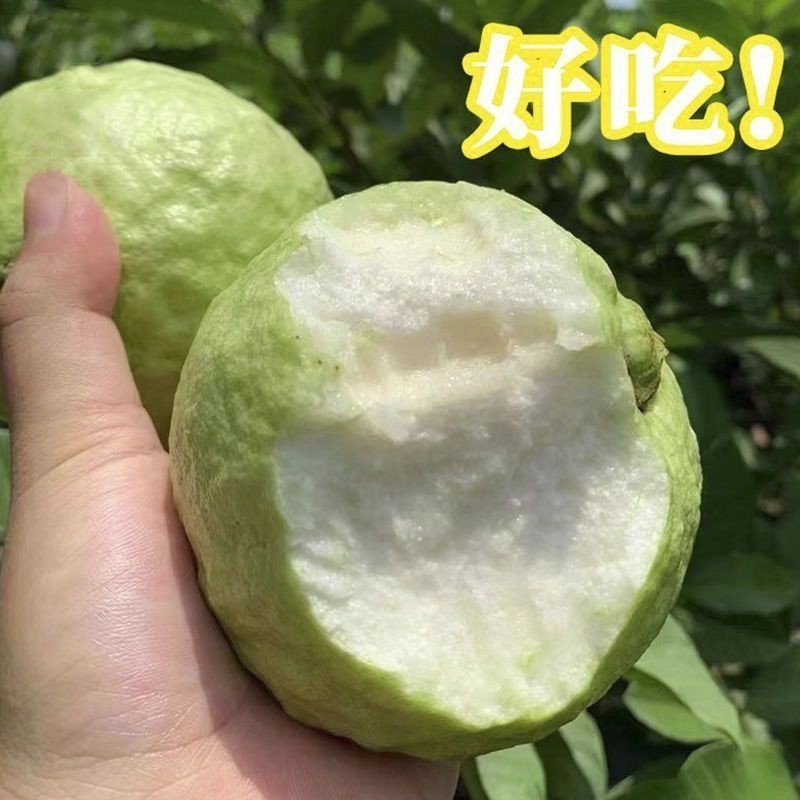 精品红白芭乐（番石榴）