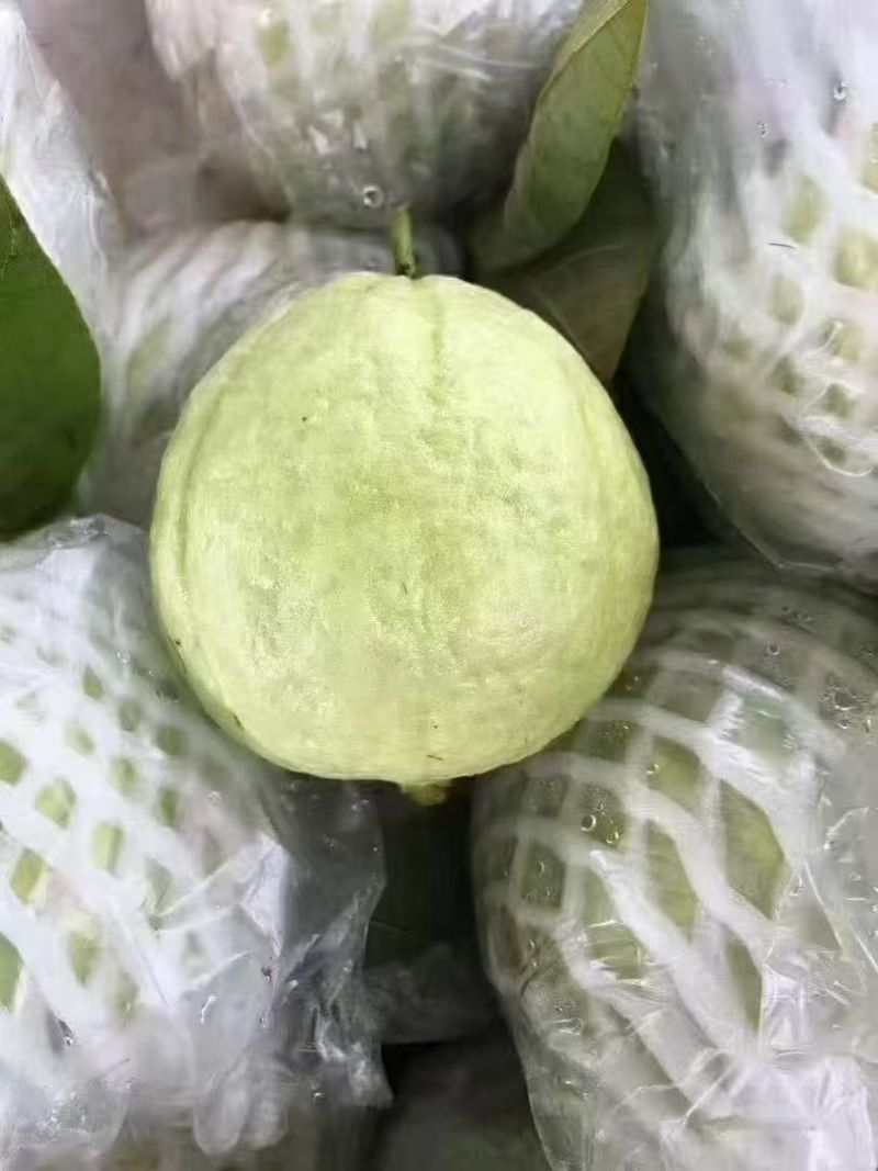 精品红白芭乐（番石榴）