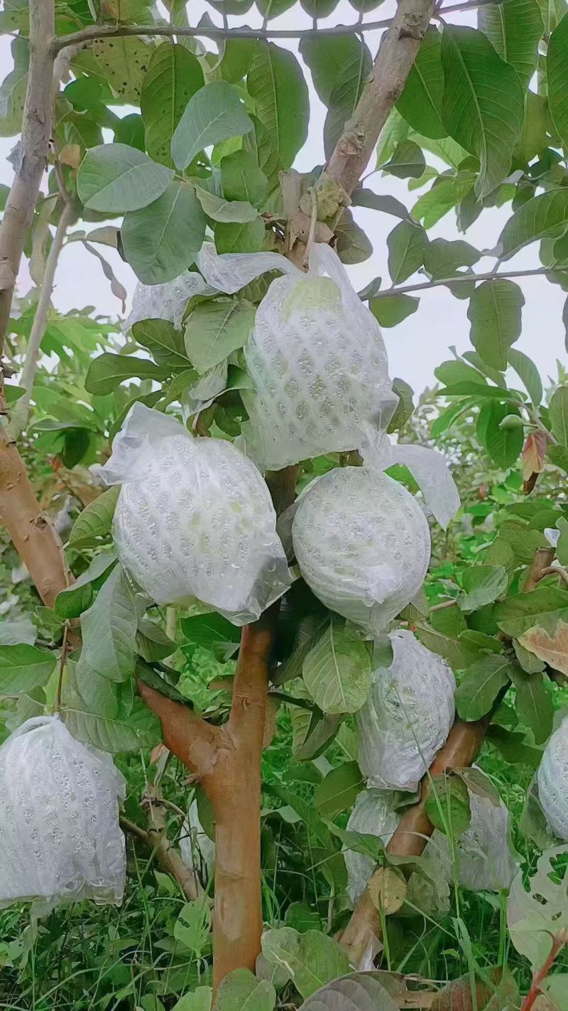 精品红白芭乐（番石榴）