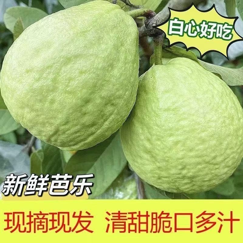 精品红白芭乐（番石榴）