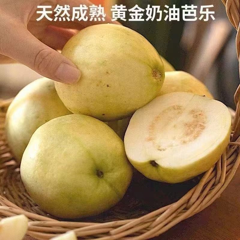 精品红白芭乐（番石榴）