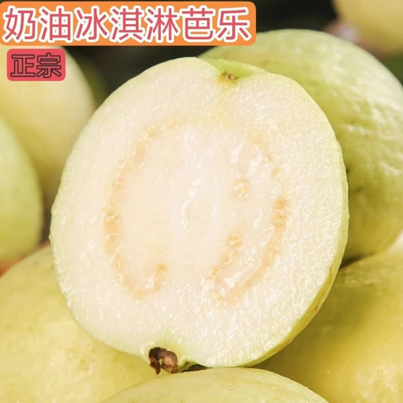精品红白芭乐（番石榴）