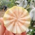 精品红白芭乐（番石榴）