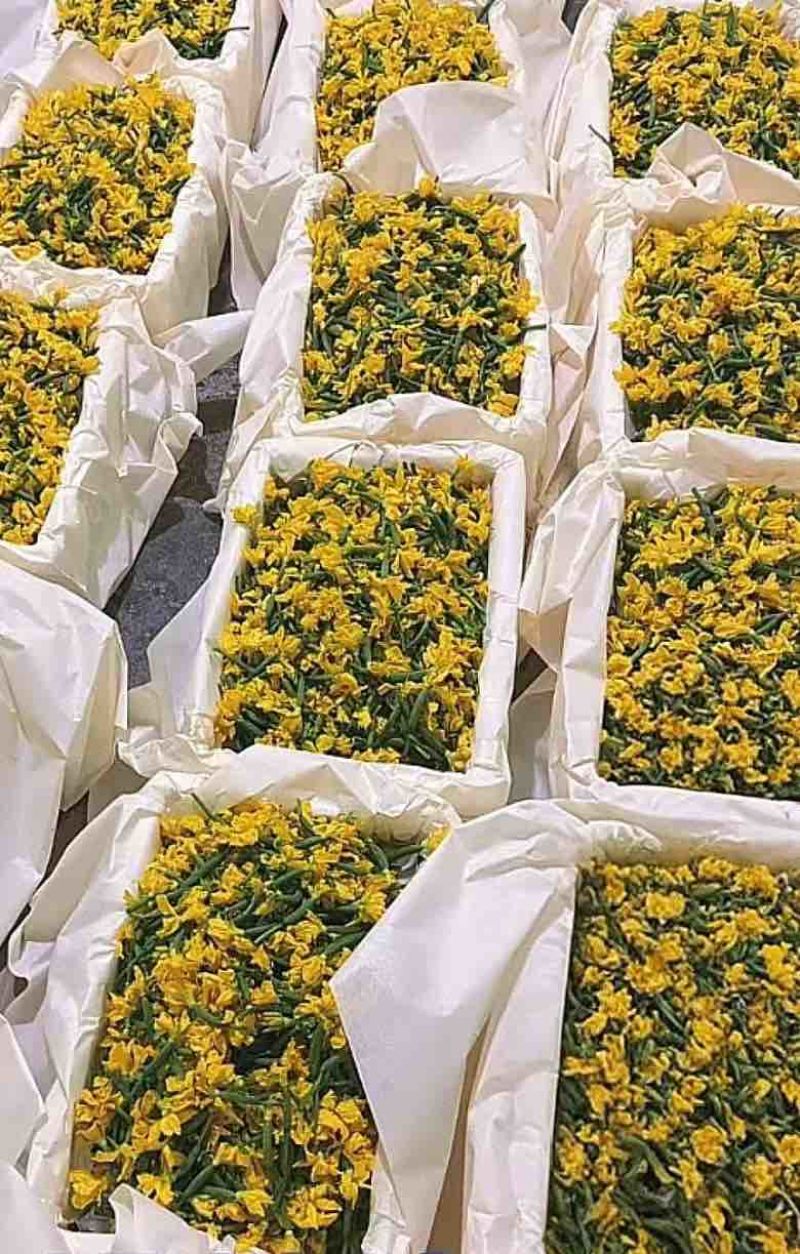 新鲜优质黄瓜花