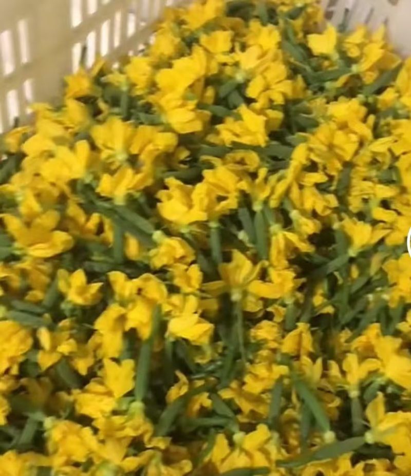 新鲜优质黄瓜花