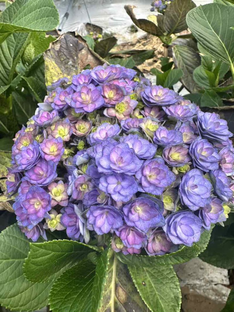 太阳神殿