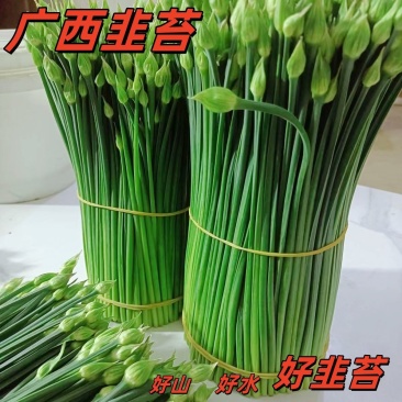 广西新鲜韭苔韭菜苔新鲜韭苔现摘现发韭苔新鲜