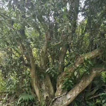 董务古树茶，咱家坡地种植，味道甘甜，茶味浓