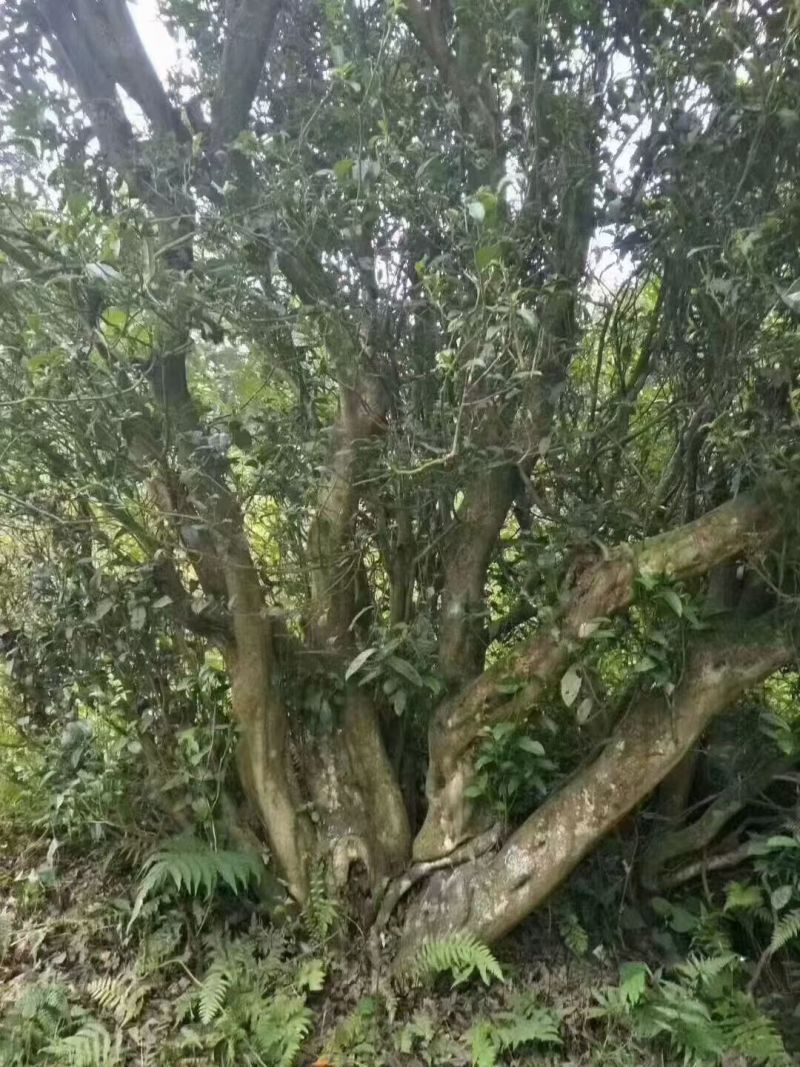 董务古树茶，咱家坡地种植，味道甘甜，茶味浓