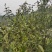 古树茶，贵州山坡自己家种植的山里茶，农村阳光好，水源丰富。