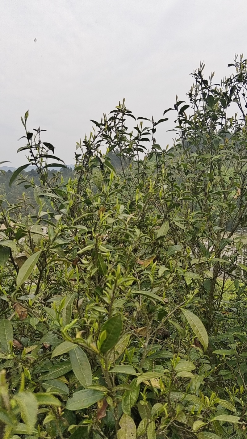 古树茶，贵州山坡自己家种植的山里茶，农村阳光好，水源丰富。