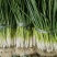 安徽阜阳分葱自家种植大量上市，量大从优，诚信合作，