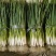 安徽阜阳分葱自家种植大量上市，量大从优，诚信合作，