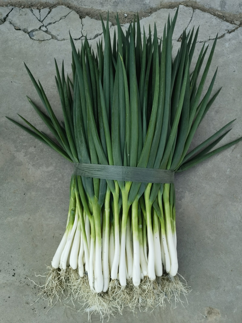 安徽阜阳分葱自家种植大量上市，量大从优，诚信合作，