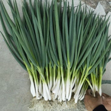 安徽阜阳分葱自家种植大量上市，量大从优，诚信合作，