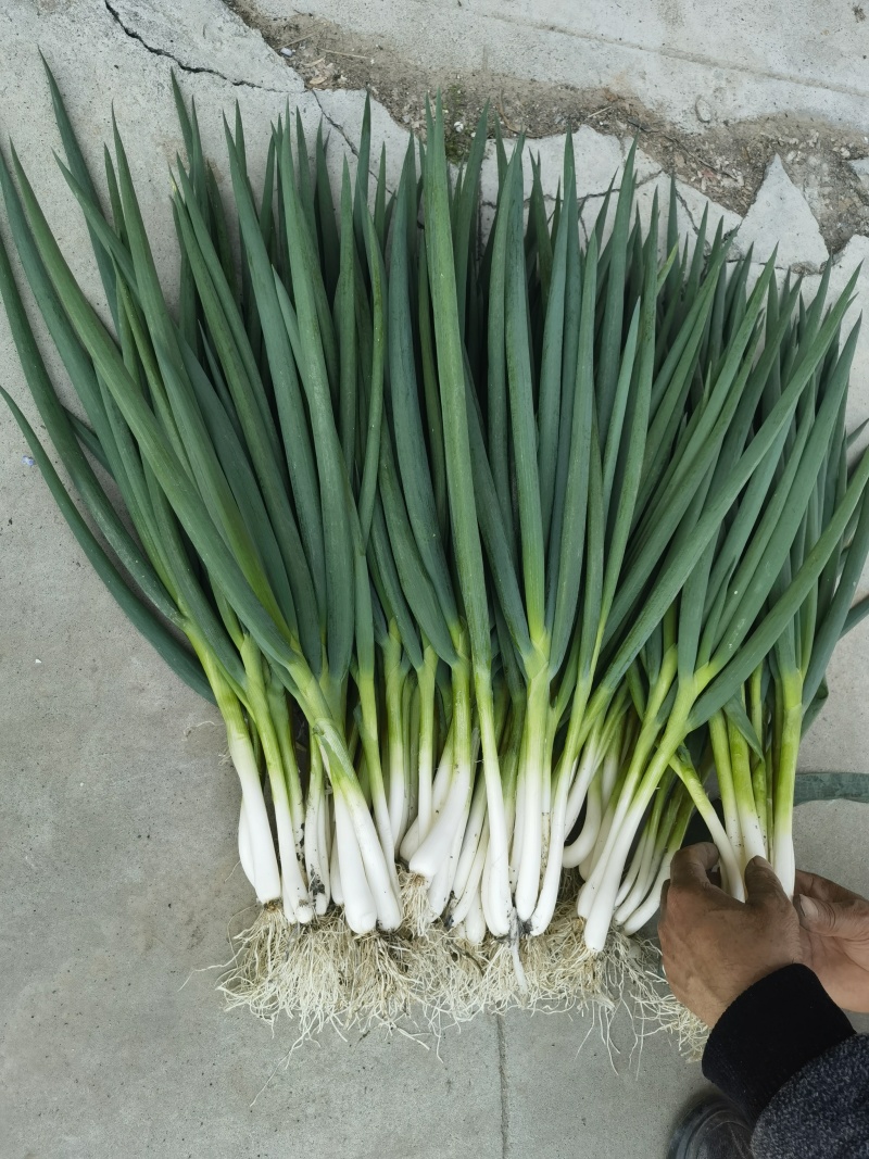 安徽阜阳分葱自家种植大量上市，量大从优，诚信合作，