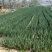 安徽阜阳分葱自家种植大量上市，量大从优，诚信合作，