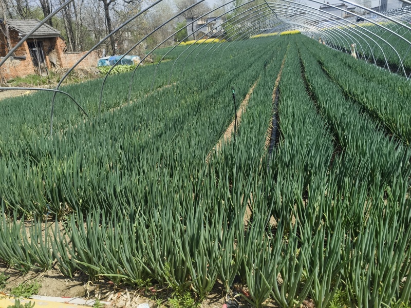 安徽阜阳分葱自家种植大量上市，量大从优，诚信合作，