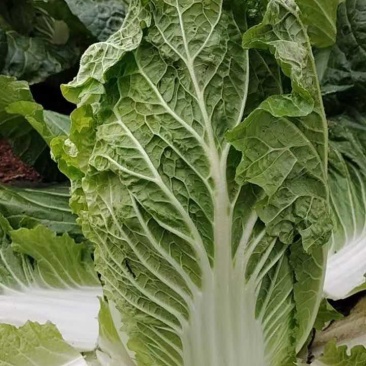 白菜，产地直供