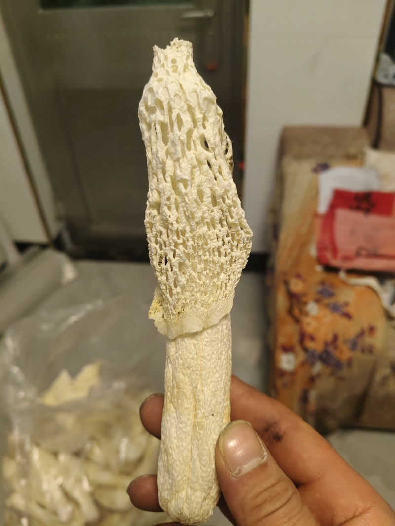 云南红托竹荪