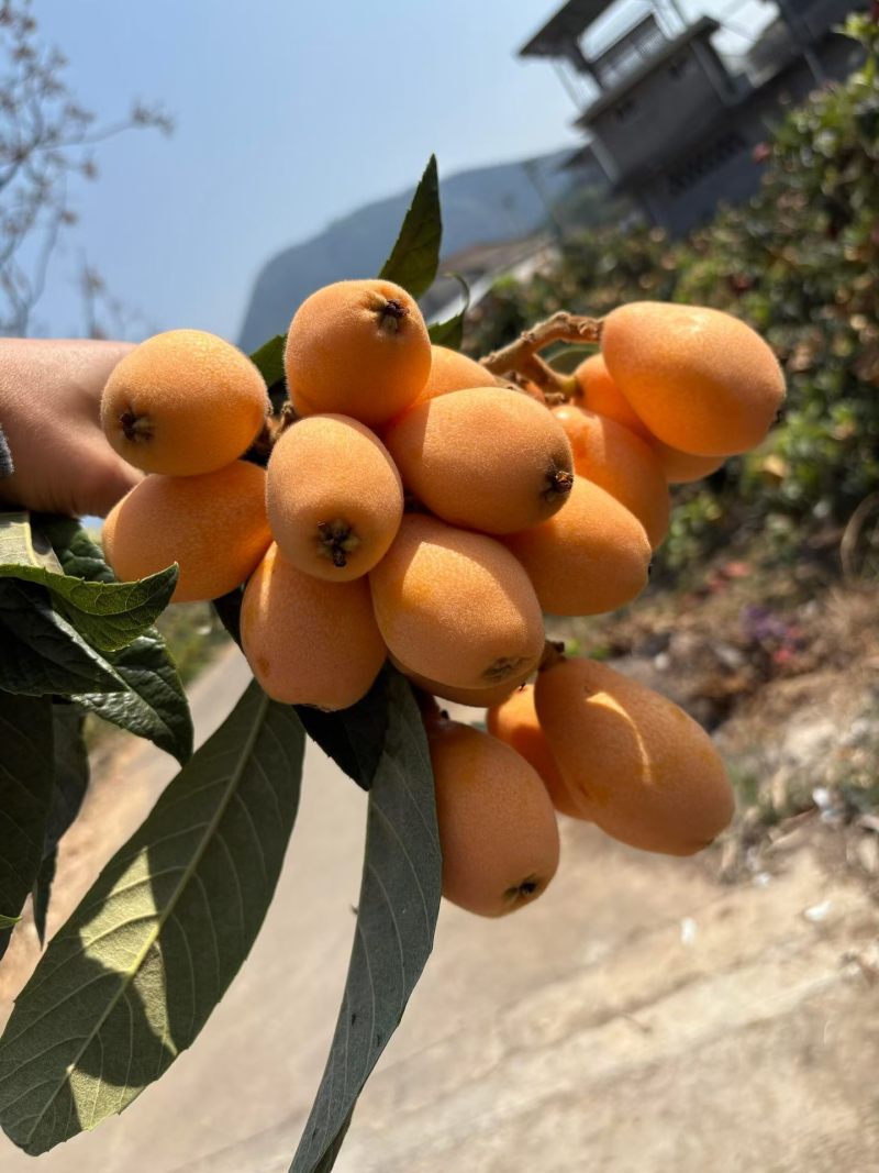 大五星批杷