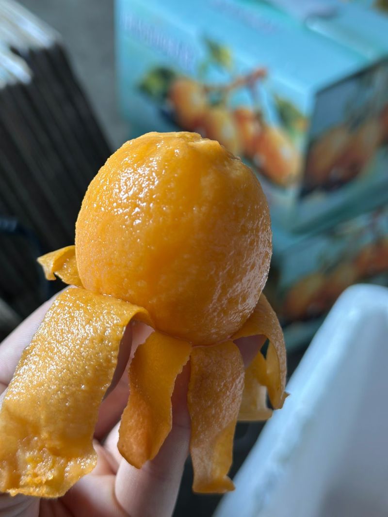 大五星批杷