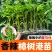 樟树港辣椒苗